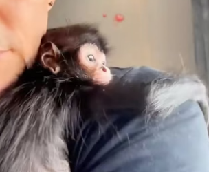 H3005006 A spider monkey was rescued and lovingly raised by a kind-hearted man (Part 2)