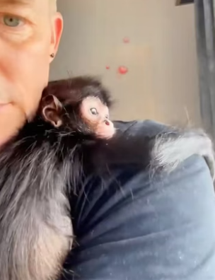 H3005006 A spider monkey was rescued and lovingly raised by a kind-hearted man (Part 2)