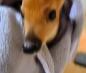 H3005010 They rescued a helpless baby deer and helped it grow strong and safe again. (Part 2)