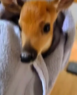 H3005010 They rescued a helpless baby deer and helped it grow strong and safe again. (Part 2)