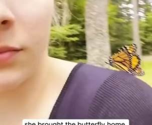 H3005012 This woman rescued a trapped butterfly and gave it the chance to fly freely again (Part 2)