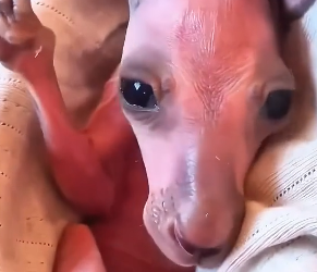 H3005008 Kind people rescued these adorable kangaroos and helped them feel safe again. (Part 2)