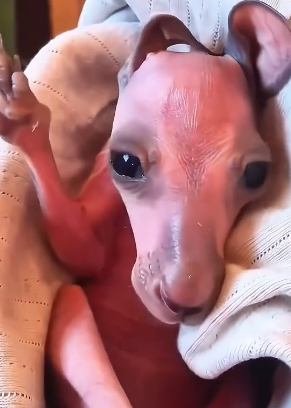 H3005008 Kind people rescued these adorable kangaroos and helped them feel safe again. (Part 2)
