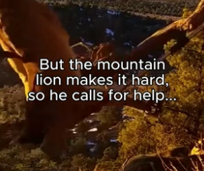 G3106004 Would you help a mountain lion in need (Part 2)