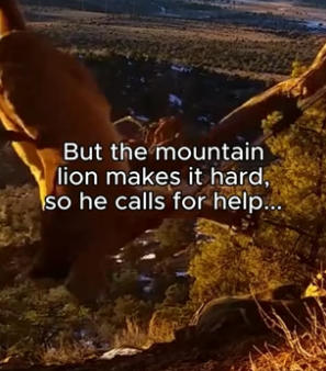 G3106004 Would you help a mountain lion in need (Part 2)