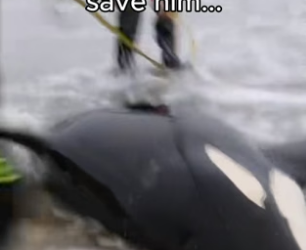 G3106001 Leave a heart for the baby orca (Part 2)