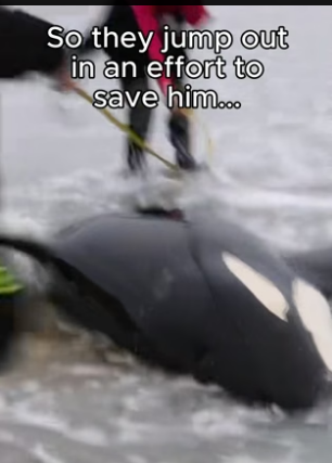 G3106001 Leave a heart for the baby orca (Part 2)