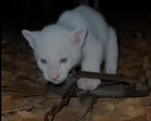 R3105006 Este Puma Albino Salvó a Su Cachorro (Part 2)