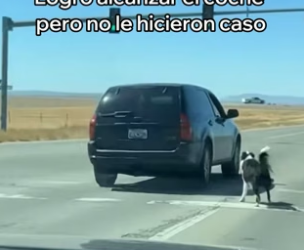 R3105010 Adopté a Este Perro Abandonado (Part 2)