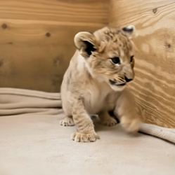 V0405012 Man rescued a newborn lion cub and then..(Part 2)