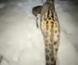 R3105009 Esta Leopardo De Las Nieves Salvó a Su Cría (Part 2)