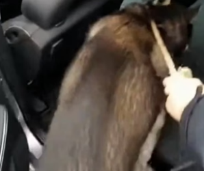 R3105001 Este Perro Se Volvió Mi Mejor Amigo (Part 2)