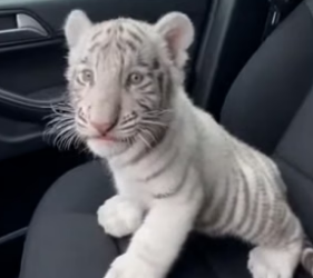 R3105004 Adopté a Este Pequeño Tigre Blanco (Part 2)