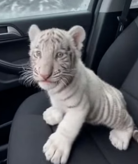 R3105004 Adopté a Este Pequeño Tigre Blanco (Part 2)