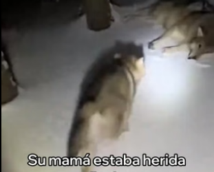 R3105003 Este Pequeño Lobo Me Pidió Ayuda y Esto Pasó (Part 2)