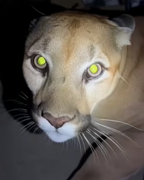 A3105008 Una puma herida escapaba de una manada de lobos… y terminó refugiándose en mi casa. Esa noche decidí (Part 2)