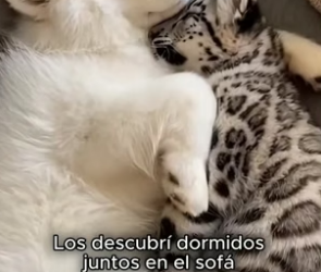 A3105006 Nunca pensé que mi perro traería a casa un bebé de leopardo de las nieves… pero desde ese día se vol (Part 2)