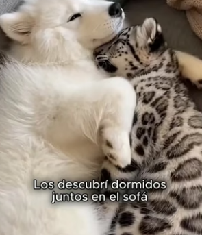 A3105006 Nunca pensé que mi perro traería a casa un bebé de leopardo de las nieves… pero desde ese día se vol (Part 2)