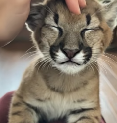 V0405008 I rescued a lost puma cub near an old railway track and then…(Part 2)