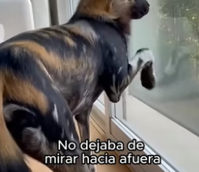 A3105003 En medio de un incendio, una perrita salvaje saltó a mi coche… pensé que solo quería salvarse (Part 2)