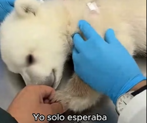 A3105005 Encontré a un pequeño oso rodeado por lobos en el bosque… lo salvé, lo cuidé y un año después volvió (Part 2)