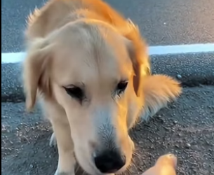 A3105009 Hoy vi algo que me rompió el corazón… alguien tiró a este perro desde un coche en la carretera (Part 2)