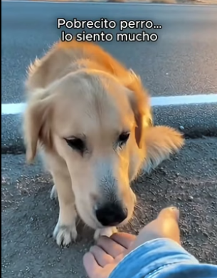 A3105009 Hoy vi algo que me rompió el corazón… alguien tiró a este perro desde un coche en la carretera (Part 2)