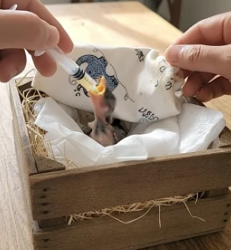 V0405019 Man rescued a baby sparrow, lost on the grount and then (Part 2)
