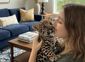V0405010 Man found a newborn jaguar cub in an abandoned house and then…(Part 2)