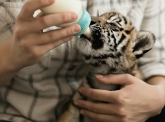 V0405009 He adopted a lost tiny tiger cub from an abandoned house and then…(Part 2)