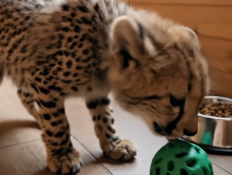 V0405015 Man picked up a frightened cheetah cub, he adopted it and then…(Part 2)