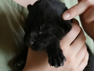 V0405007 Man rescued a newborn black jaguar cub lay in rusted drum and then…(Part 2)