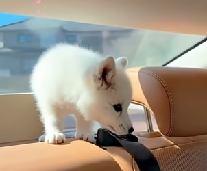 V0405029 This man rescued a helpless fox pup and raised it with love and then..(Part 2)