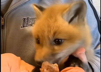 Kind family found a lost fox pup, gave it care and love, and the (Part 2)