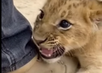 T0405001 A tiny lion cub was swept onto the road by falling dirt and rocks (Part 2)