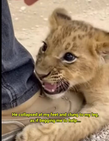 T0405001 A tiny lion cub was swept onto the road by falling dirt and rocks (Part 2)