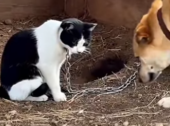 T0405003 A Heartwarming Farm Rescue That Brings a Kitten Back to Its Mother (Part 2)