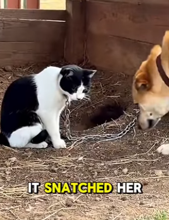 T0405003 A Heartwarming Farm Rescue That Brings a Kitten Back to Its Mother (Part 2)