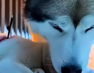 T0405010 This dog saved a dying kitten that lost it mother on the frozen ice (Part 2)