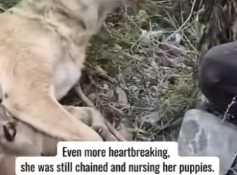 T0405004 We found a dog family in the bush… but what happened will change everything (Part 2)