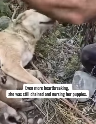 T0405004 We found a dog family in the bush… but what happened will change everything (Part 2)
