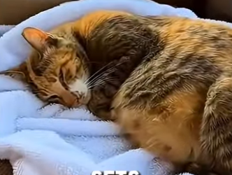 T0405005 A pregnant cat found by the road side crying for help… but something happened (Part 2)
