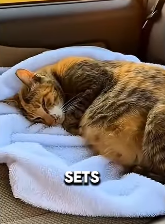 T0405005 A pregnant cat found by the road side crying for help… but something happened (Part 2)