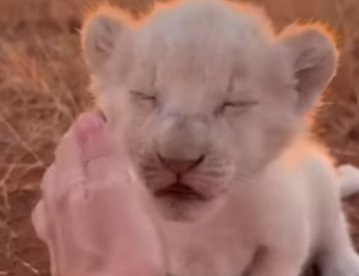 T0405009 A cub lion was rejected by its family….. but this happened 😭❤️ (Part 2)