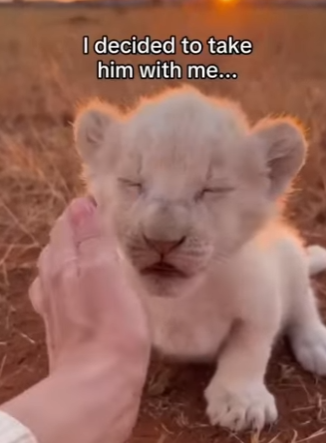T0405009 A cub lion was rejected by its family….. but this happened 😭❤️ (Part 2)
