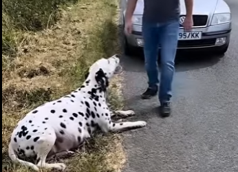 T0405006 A pregnant mother dog on the road side crying for help….. But something happened (Part 2)
