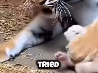 T0405002 A Baby Tiger Was Born Without Stripes And The Mother Attacked It…(Part 2)