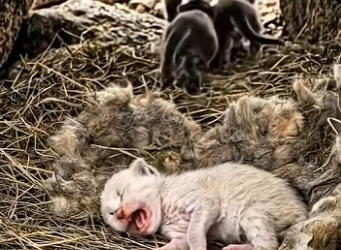 T0405011 This mother cat abandoned this kitten because its color is different from others watch to the end 😭(Part 2)