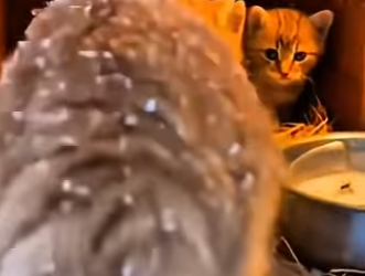 T0405007 My cat brought a tiger cub to her cage…. But something happened 😭❤️ (Part 2)