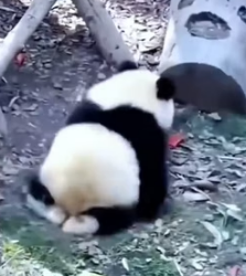 T0405017 baby panda (Part 2)
